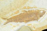 Bargain, Fossil Fish (Knightia) - Wyoming #126015-1